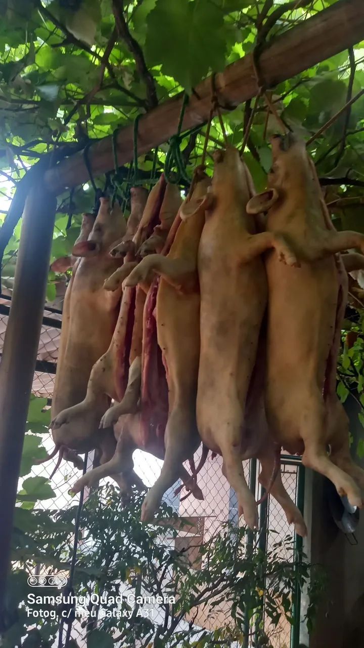 Vendo leitoa para o Natal abatidas