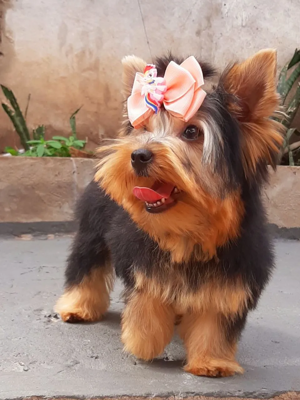 Yorkshire Terrier - Filhote Charmoso e Adorável