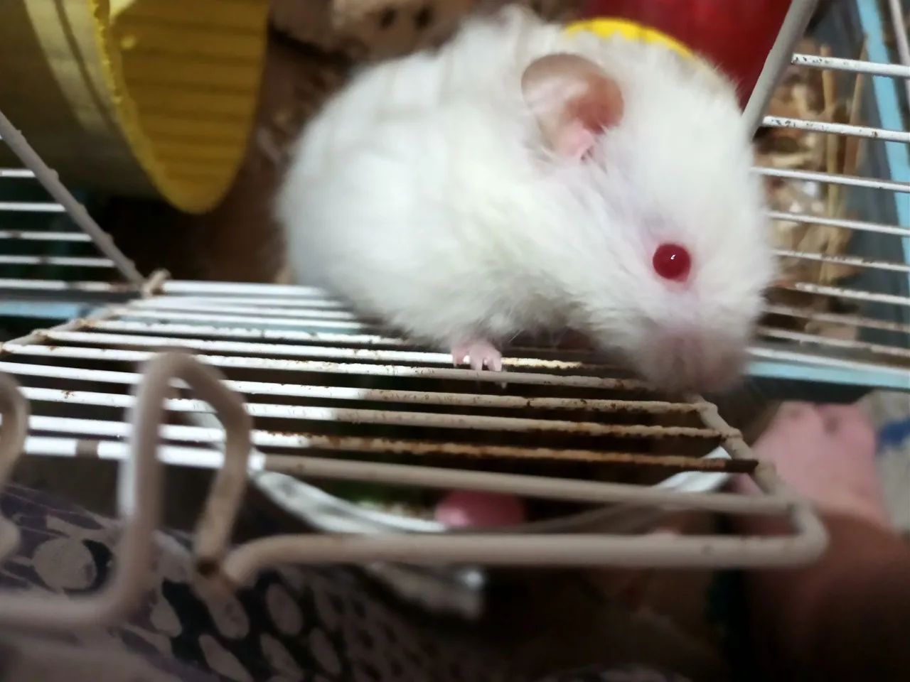 Hamsters fofinhos para adoção - Foto 5