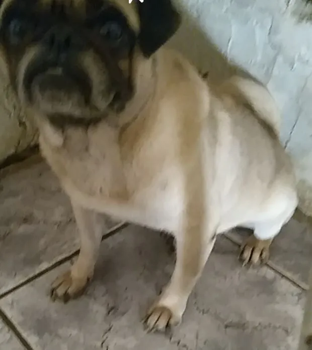 Pug macho