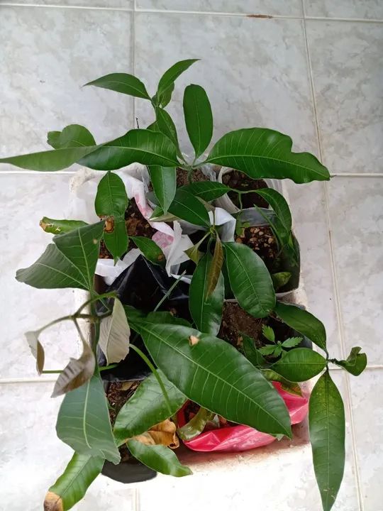 Doação de mudas de mangueira manga rosa 