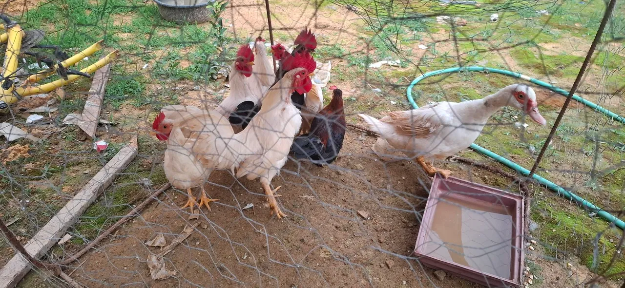 Patos e galinhas para venda