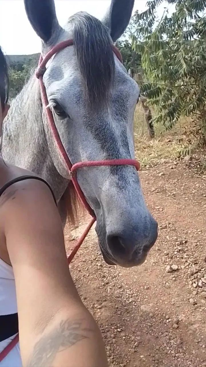 Vendo Cavalo 
