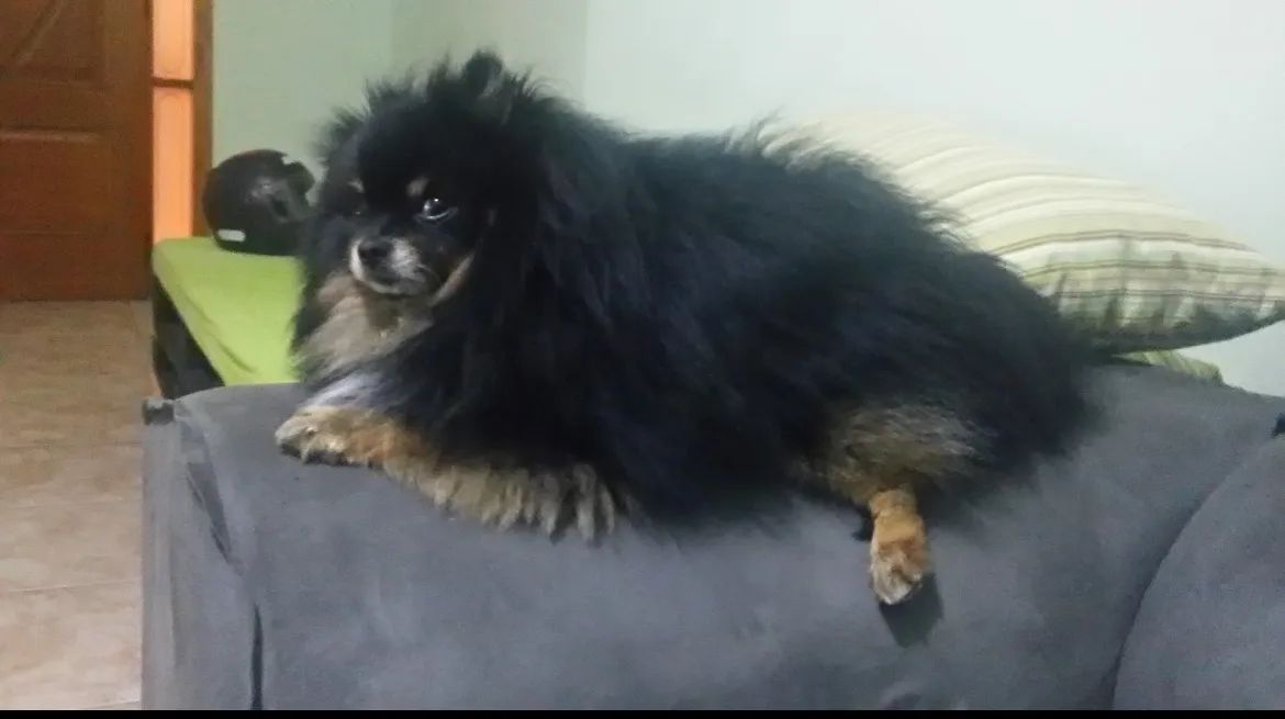 Pomerânia Preto Lindíssimo