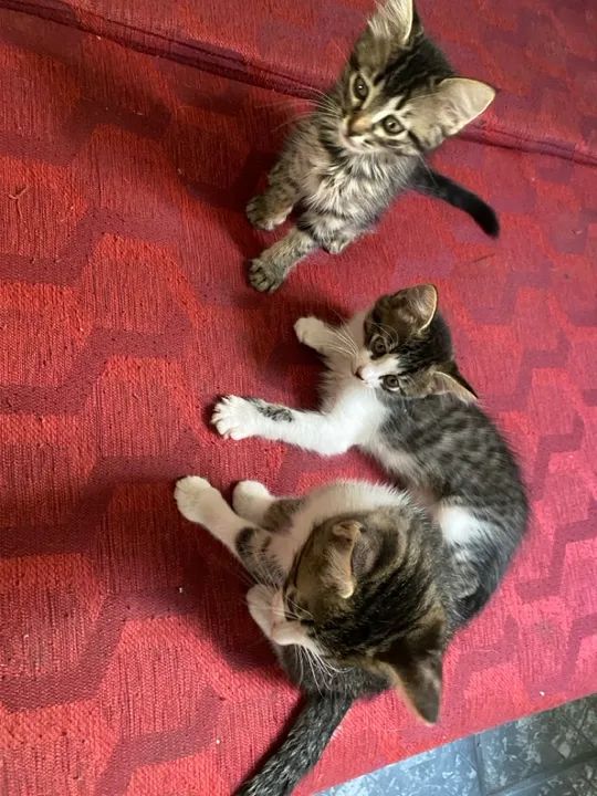 Doa a se gatinhos 2 meses de vida  - Foto 6