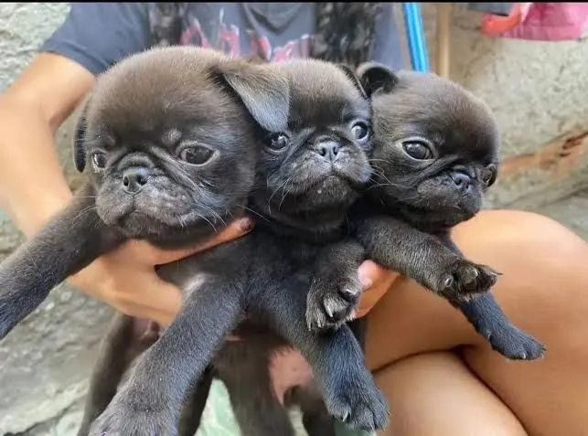 Filhotes de Pug: Uma fofura tripla!