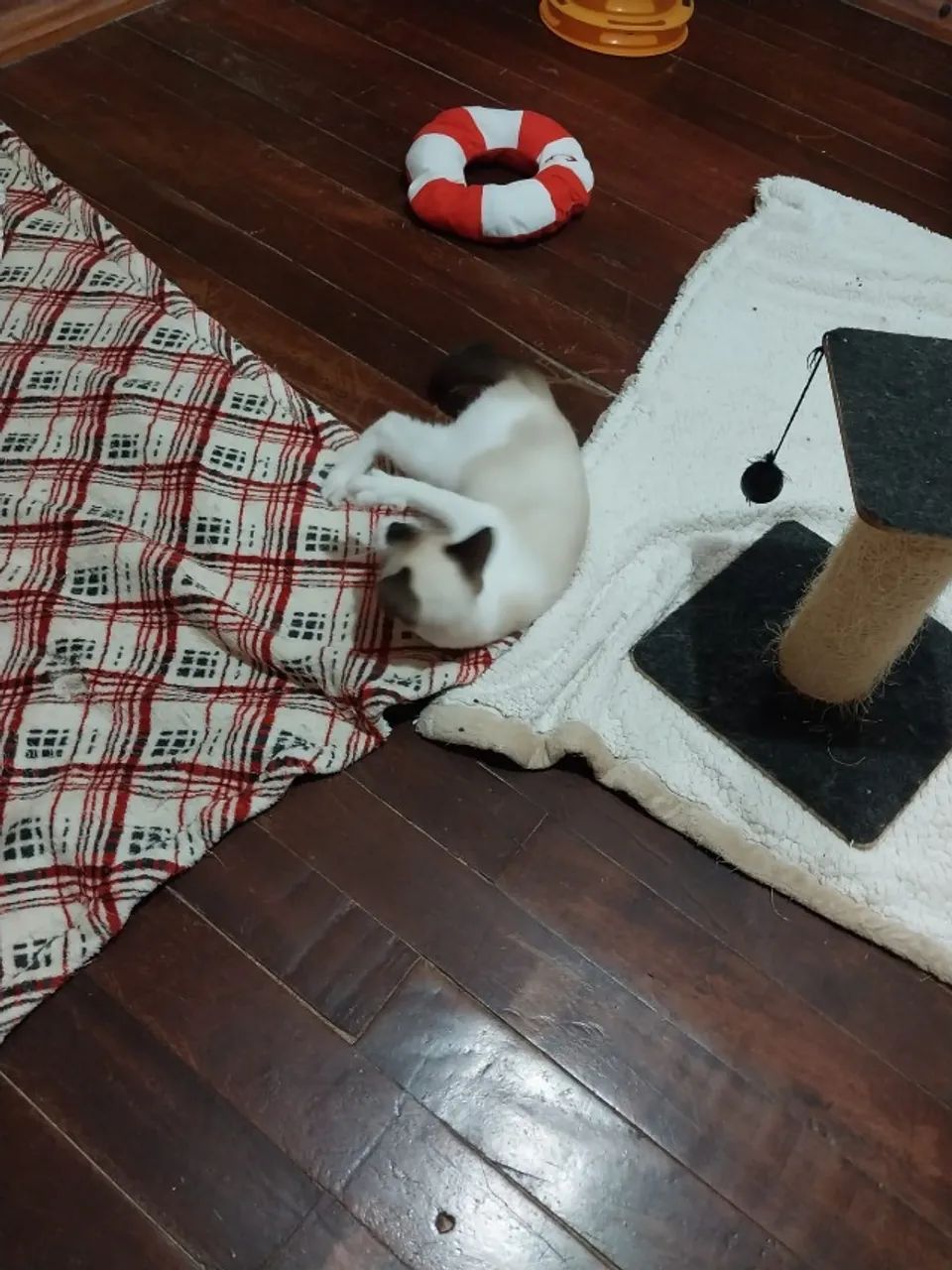 Gatinho Filhote Macho - 4 meses - Foto 4