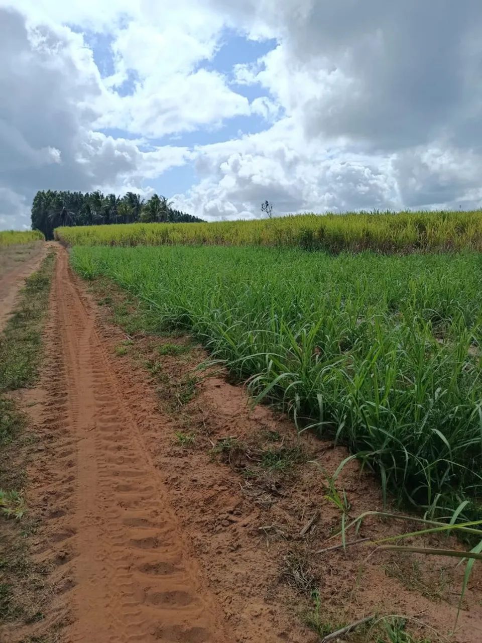 Vende-se lote já com plantação de cana de açúcar  - Foto 5