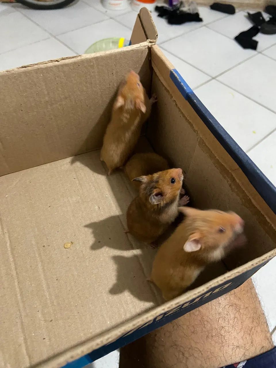 Hamster ( 1 mes de vida ) - Foto 3