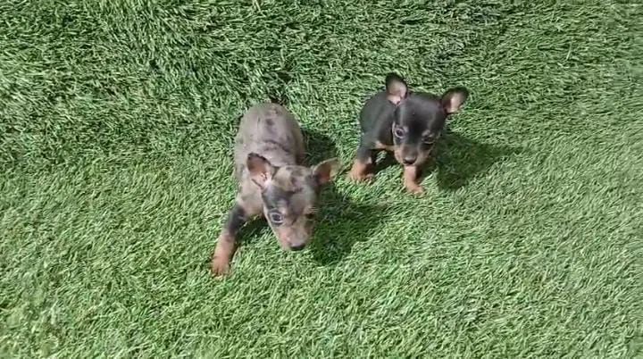 Pinscher machos micro  - Foto 3
