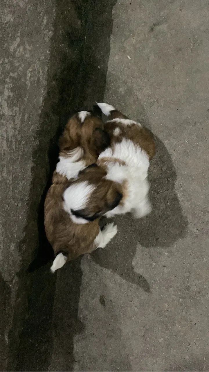 Cachorro shitzu - Foto 5
