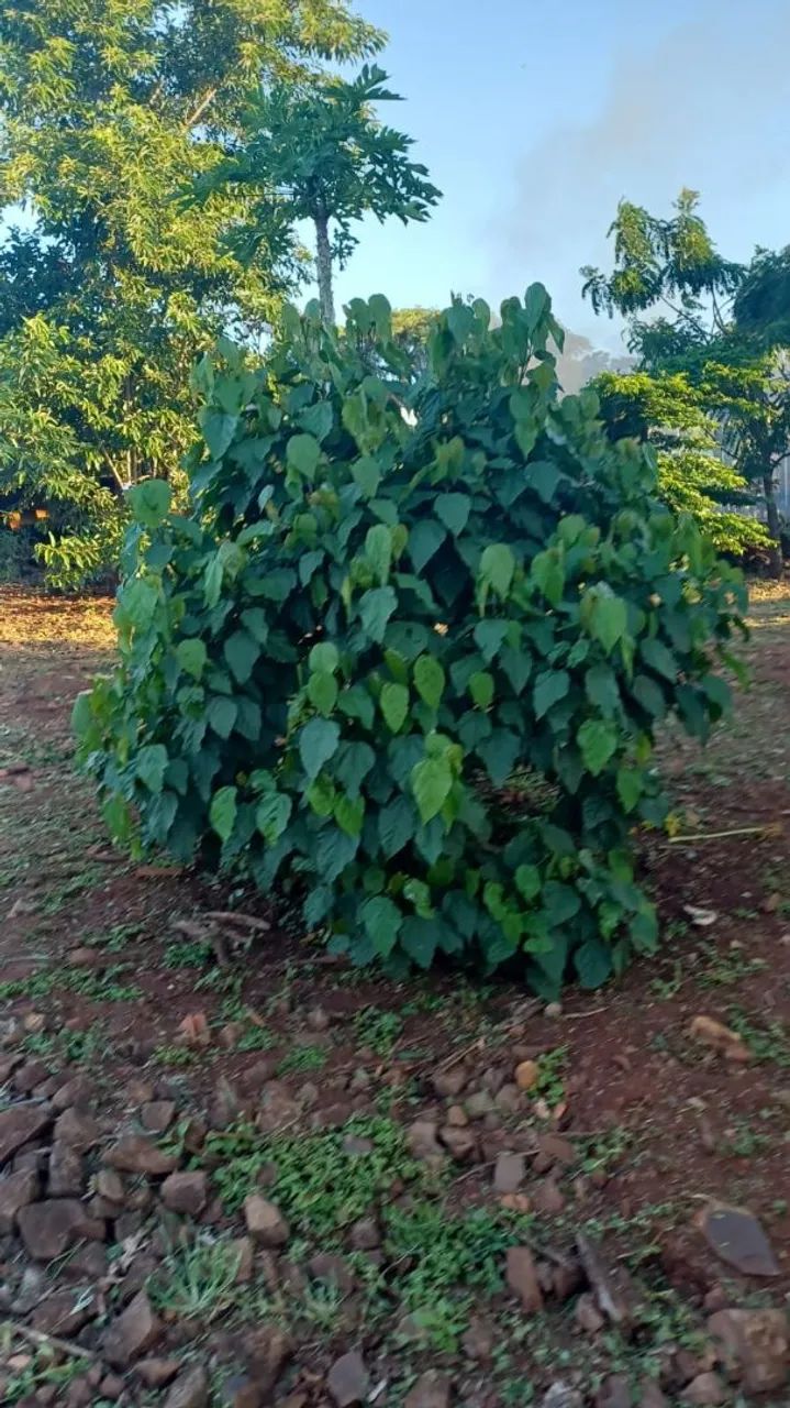 Chácara Assaí-PR  - Foto 3