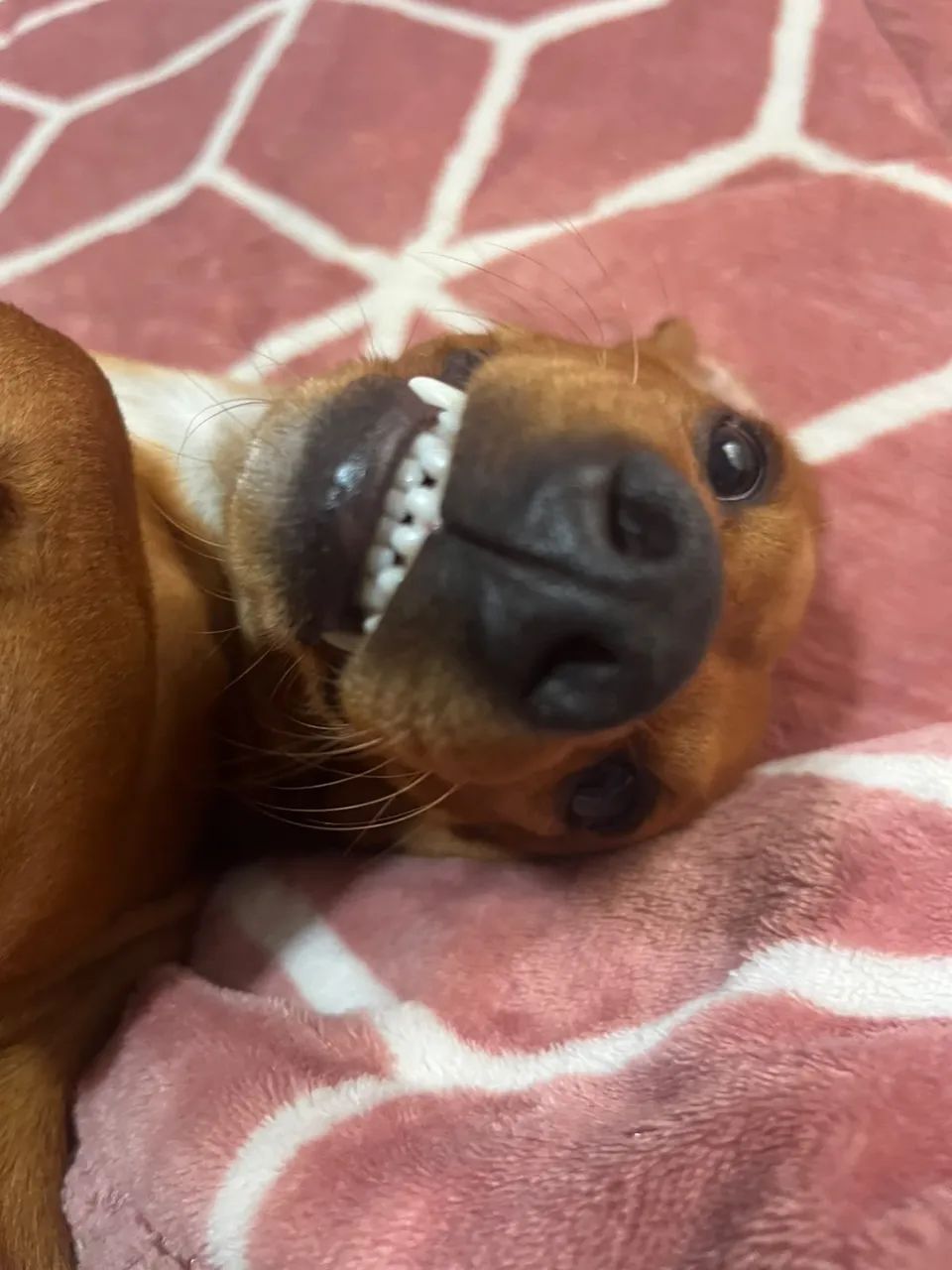 PROCURANDO UMA NAMORADA - Foto 4