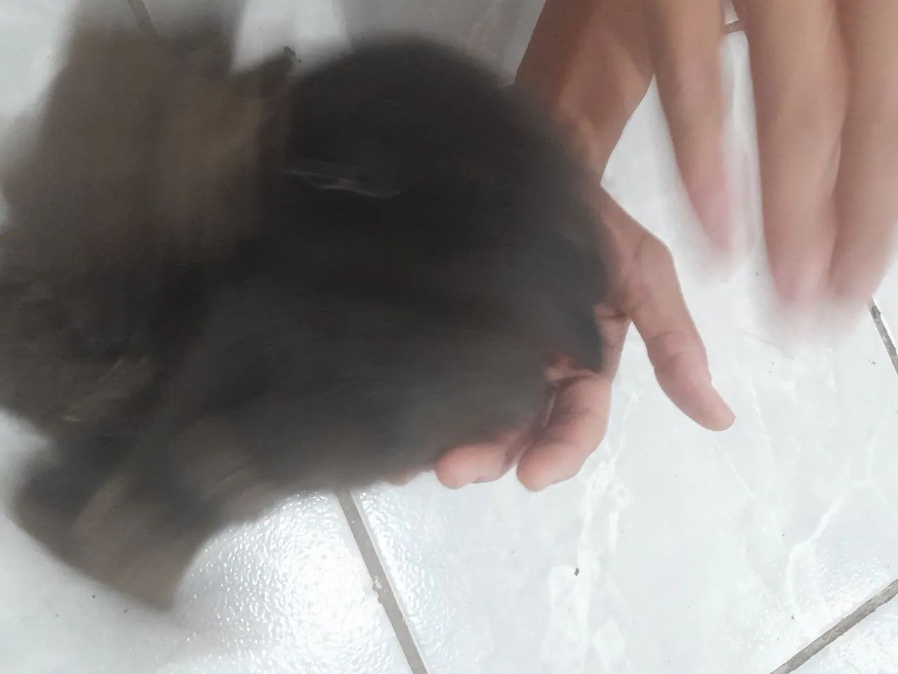 2 coelhos dóceis,doação  - Foto 4