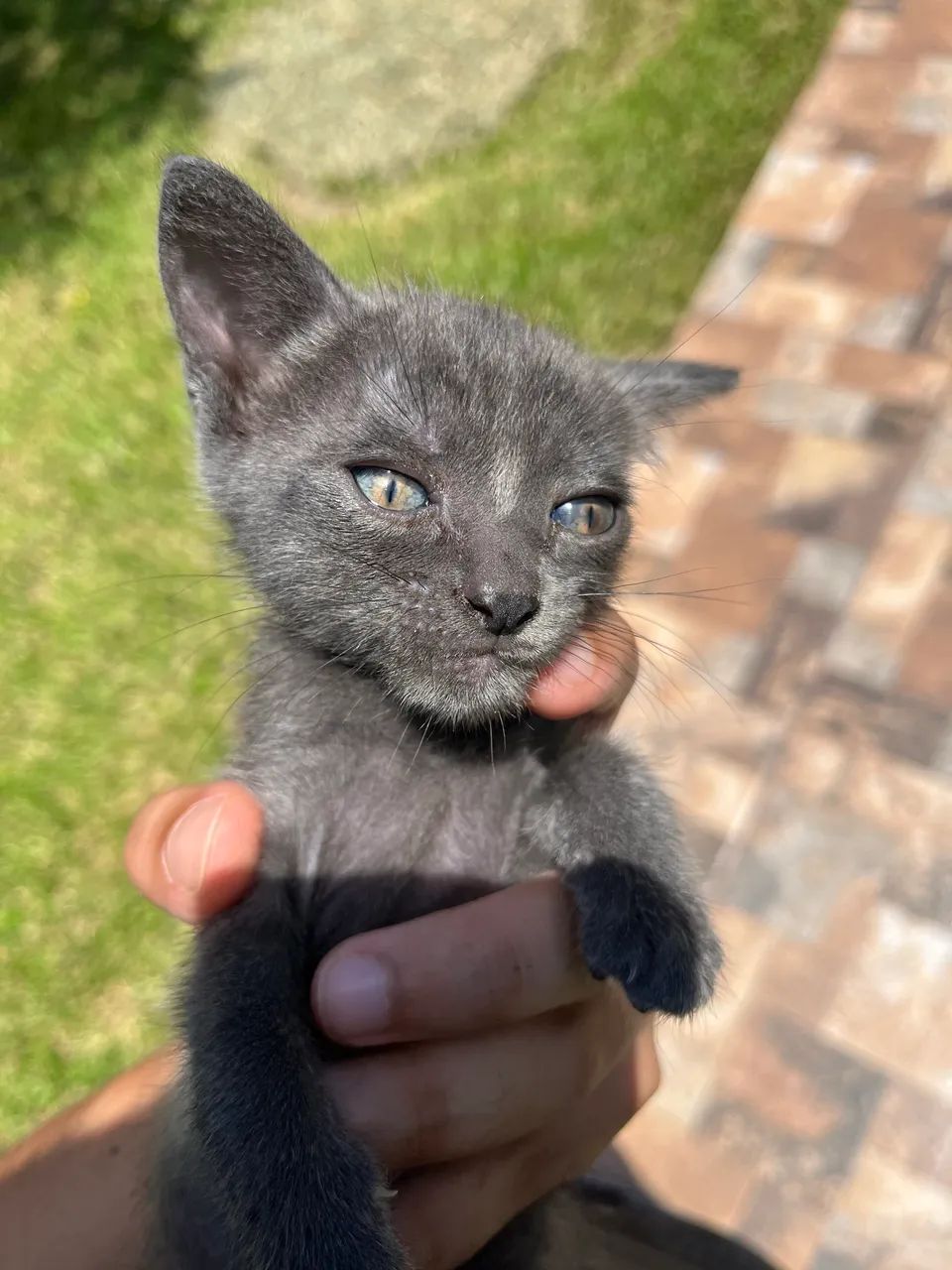 Gatos para doação  - Foto 2