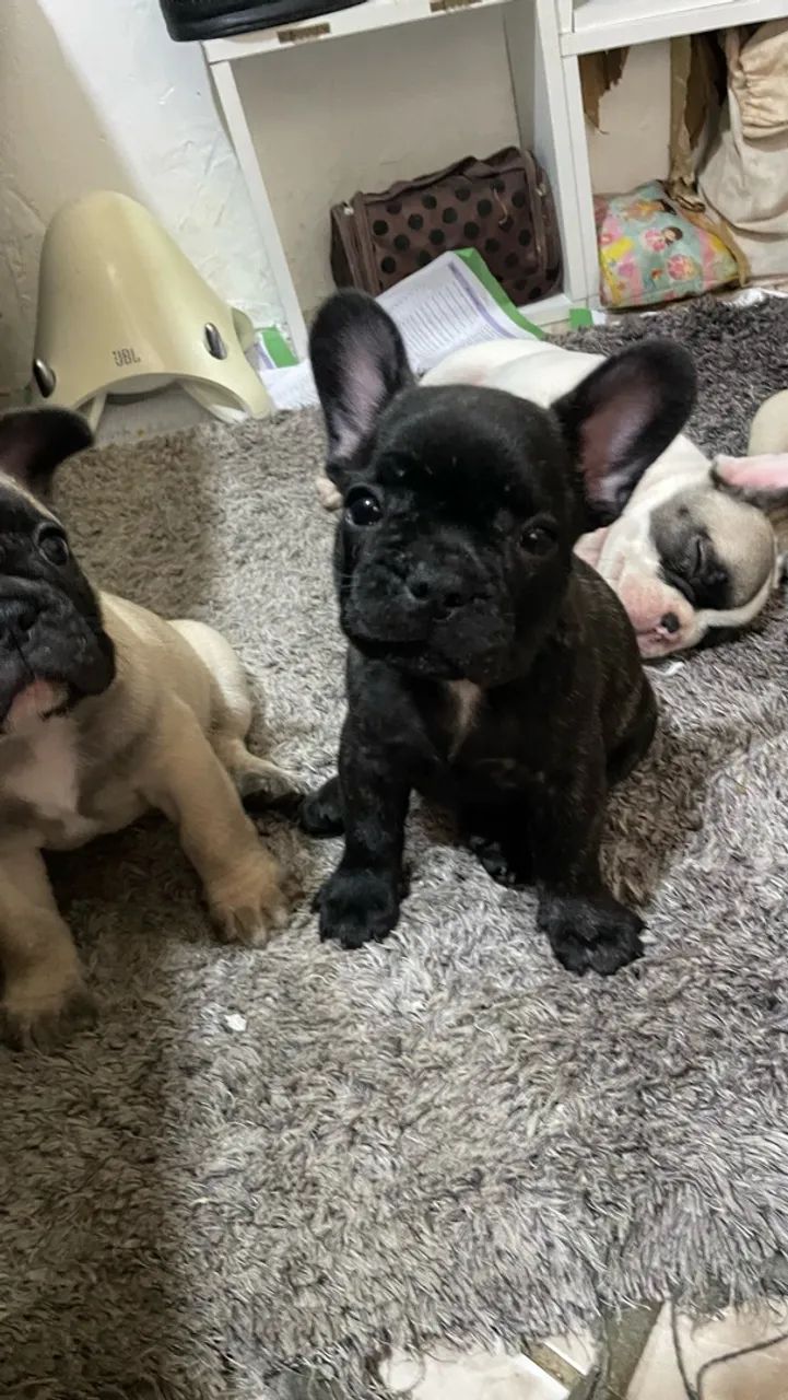 Buldogue francês  - Foto 4