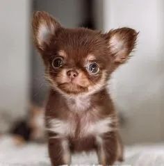 Chihuahua Machos e Femeas 