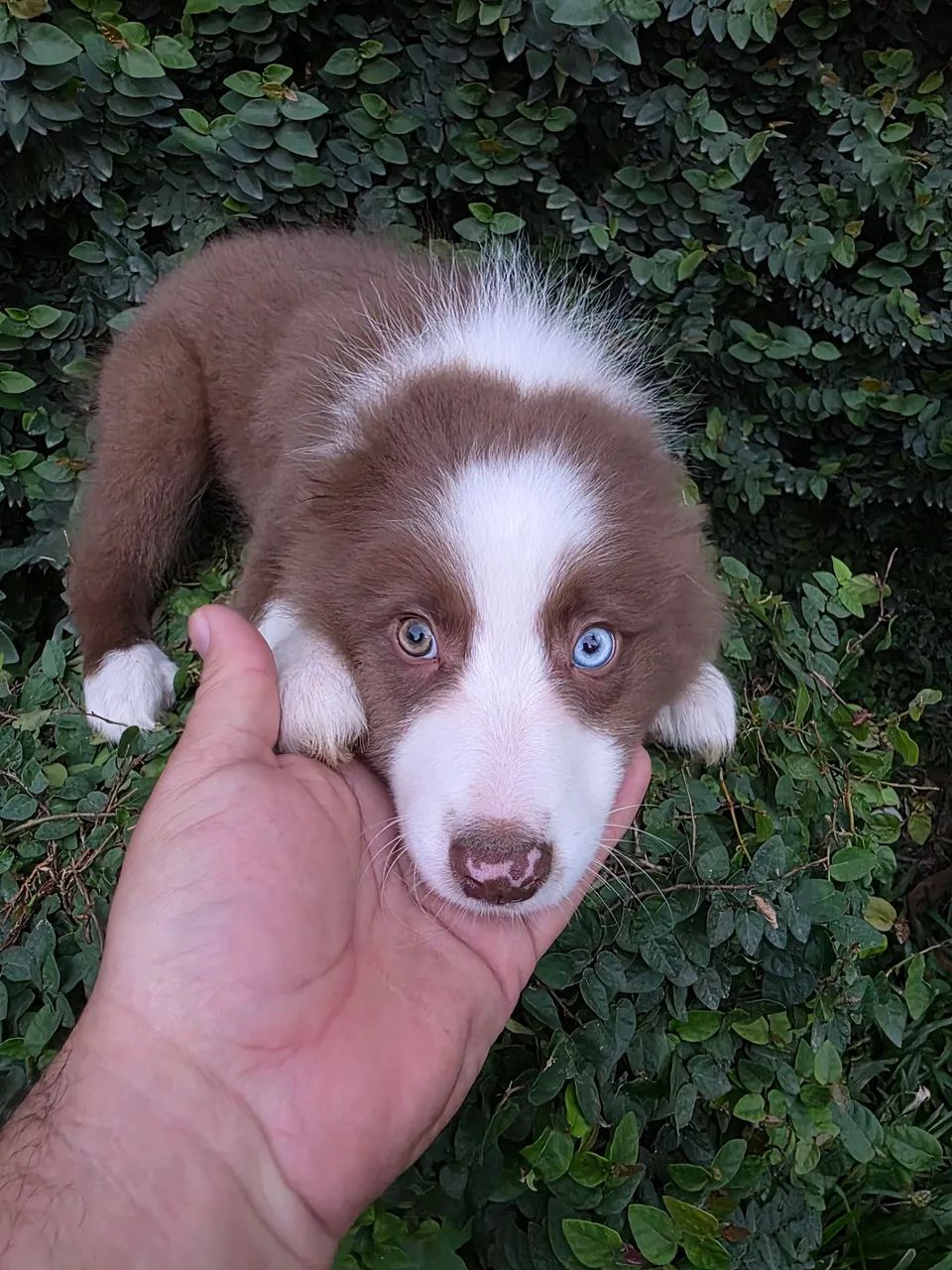 Filhote de Border Collie com pedigree cbkc - Foto 3