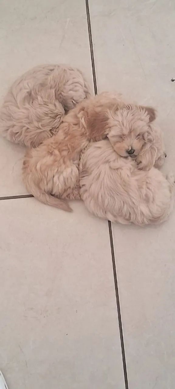 Poodle - Foto 3