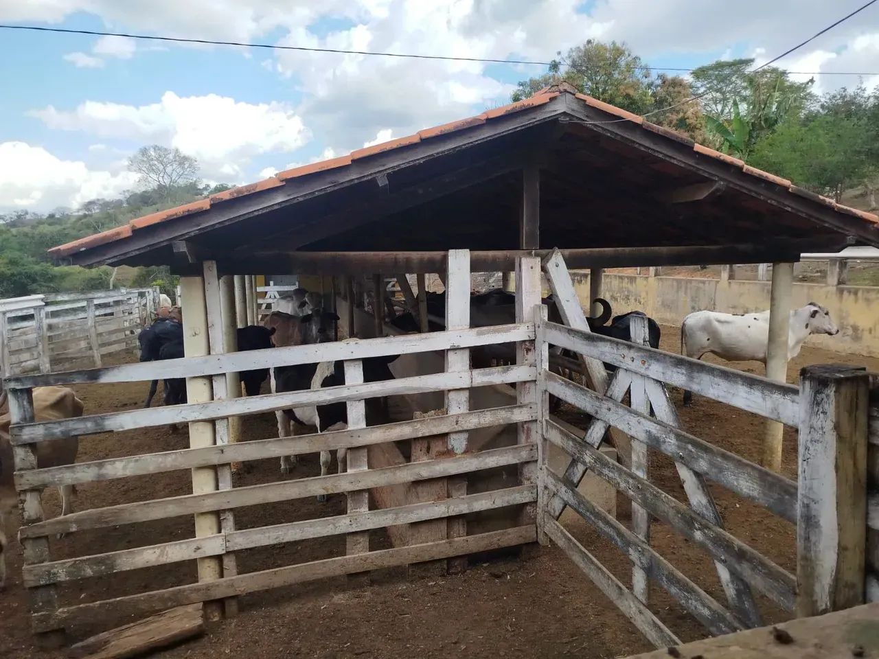 Fazenda em Oliveira /MG 65 hectares café E PLANTAÇOES DIVERSAS,, PODENDO USAR AGUA POR GRA - Foto 8