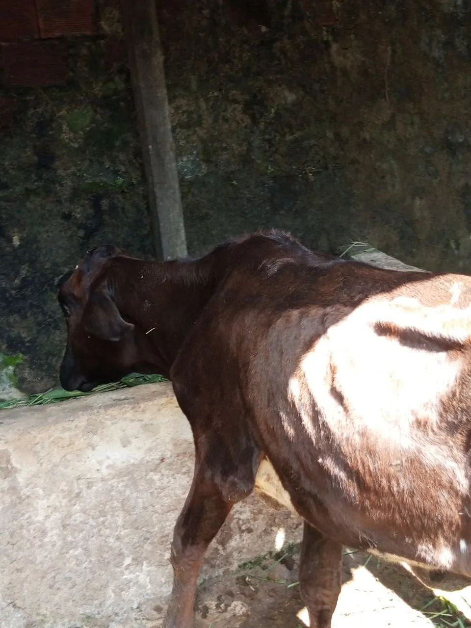 Vaca - Foto 4