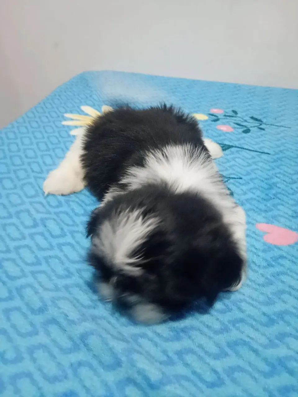Shitzu  - Foto 3