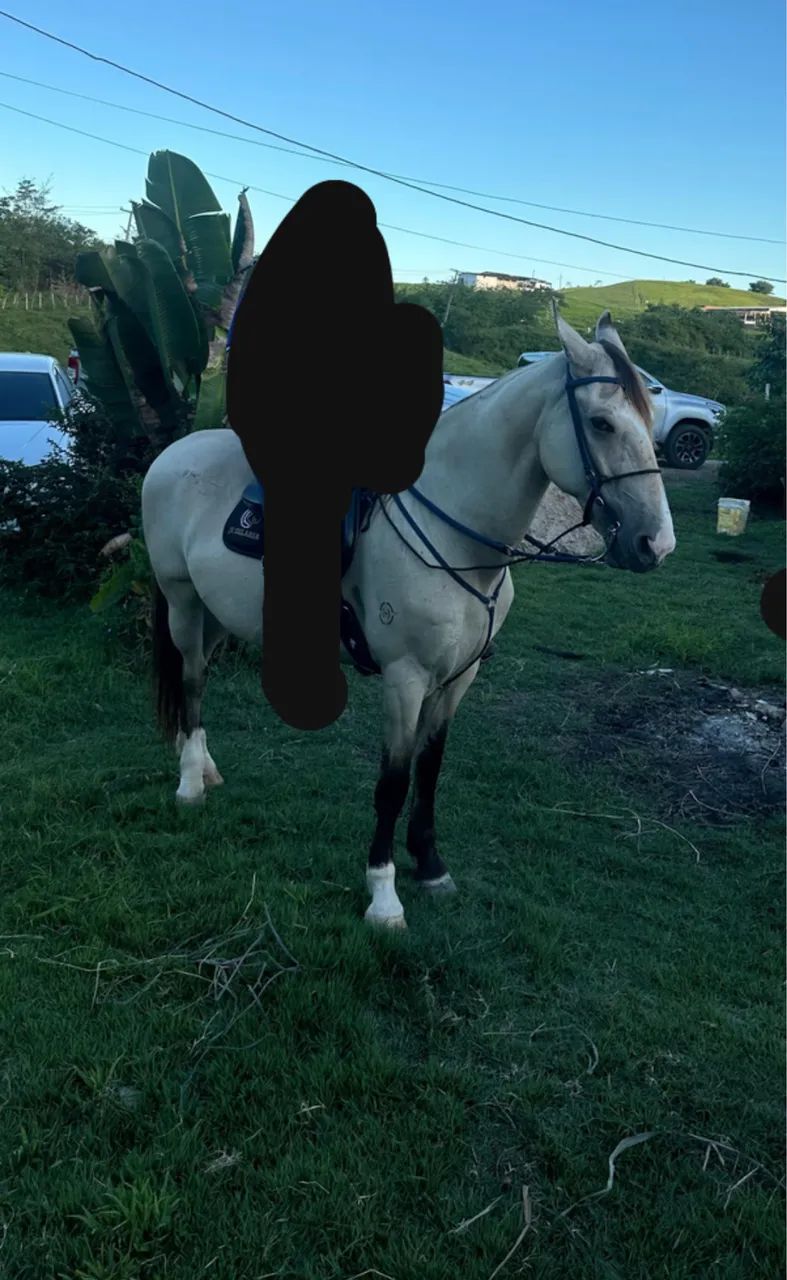 Cavalo  - Foto 2