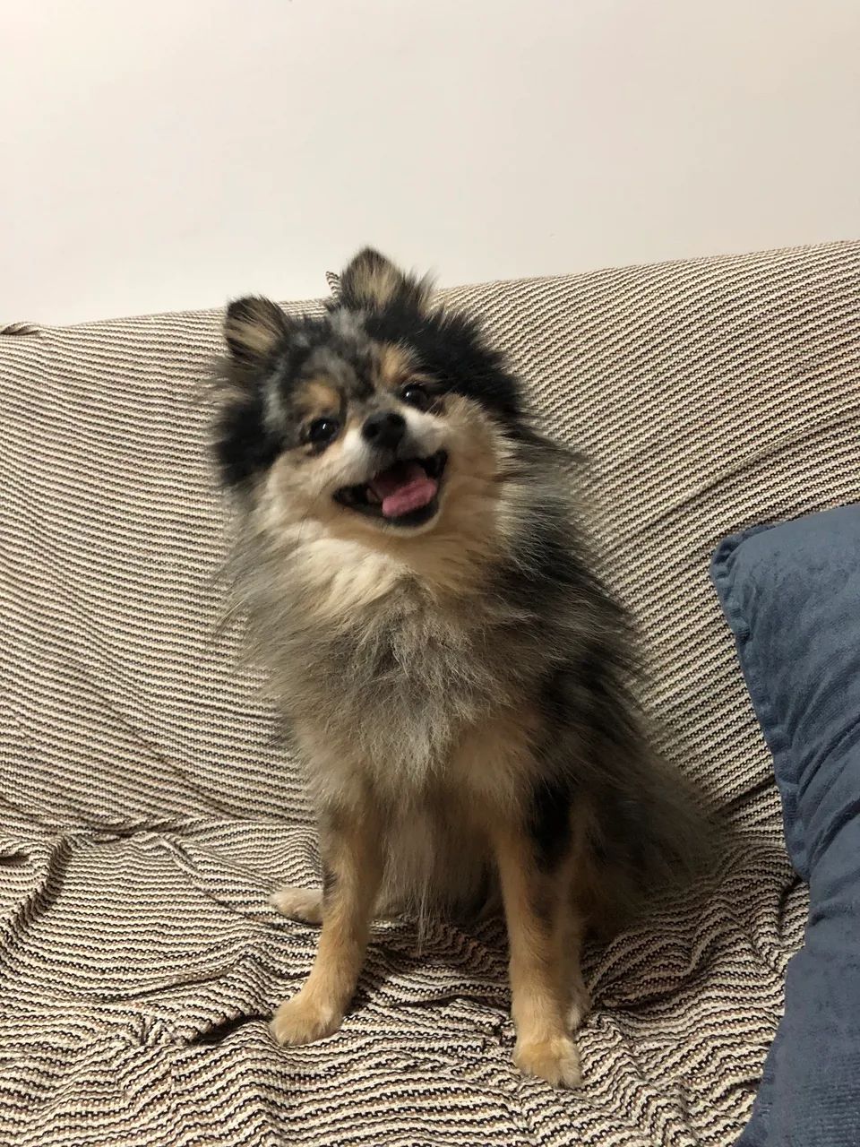Macho Spitz Preto Merle tan - Foto 3