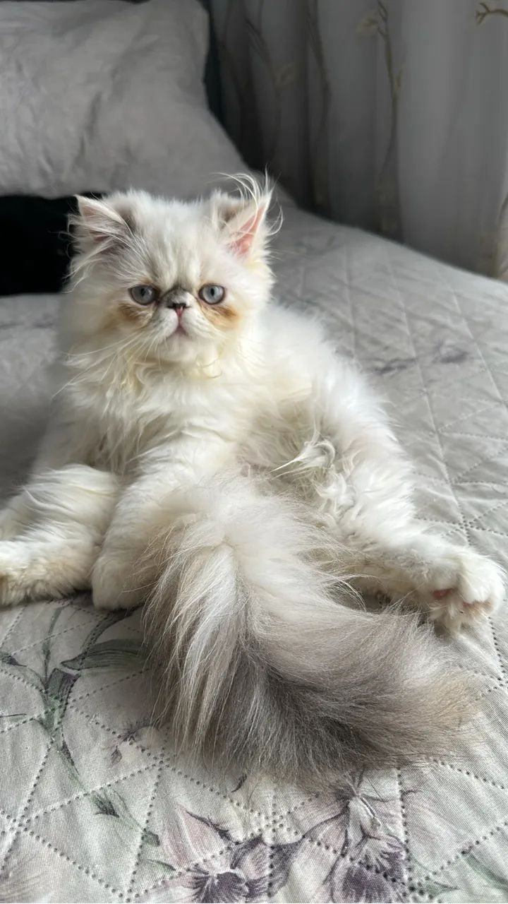 Gato persa