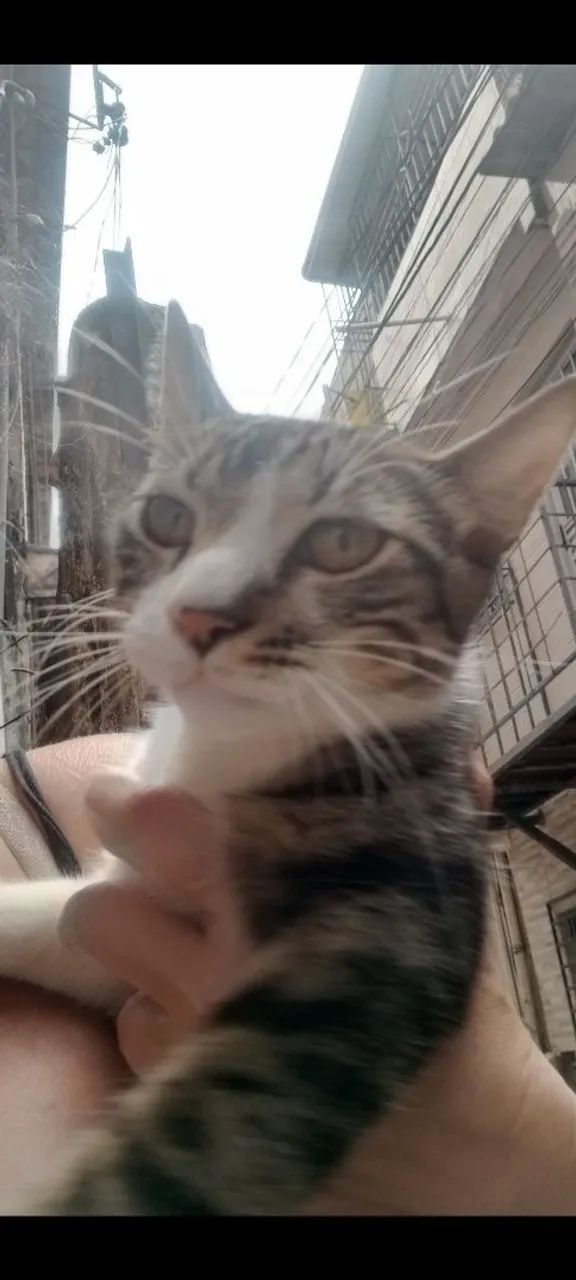 Adoção responsável 