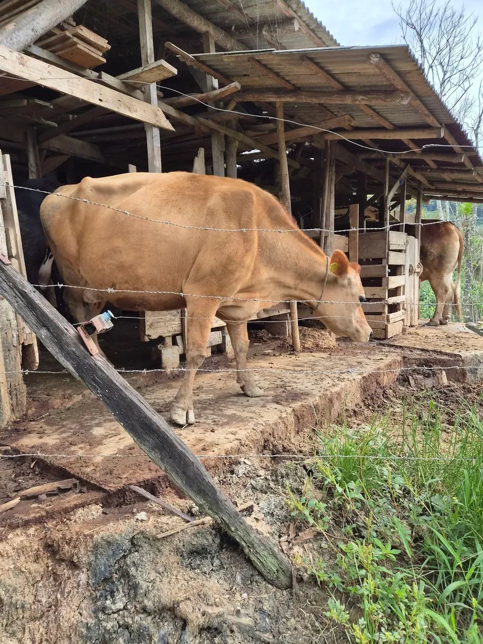 Vaca Jersey com cria - Foto 4