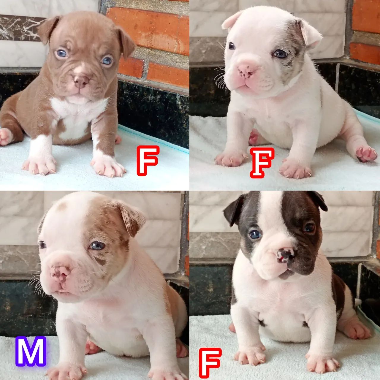 American Bully Micros lindíssimos 