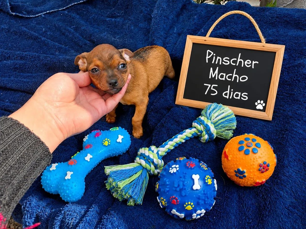 Pinscher machinho - Foto 2