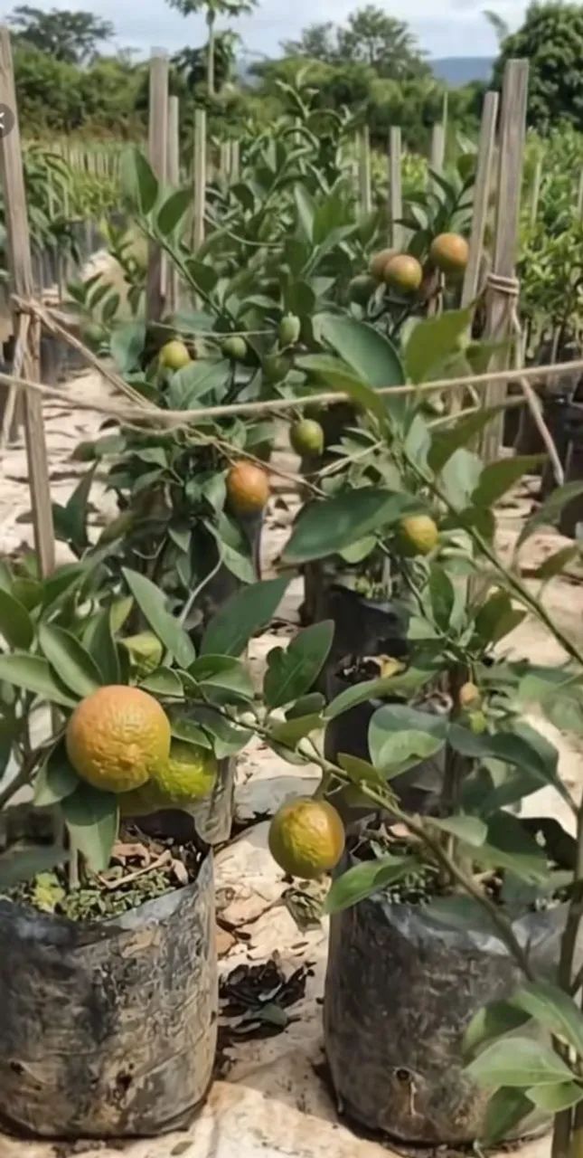 Mudas frutíferas  - Foto 3
