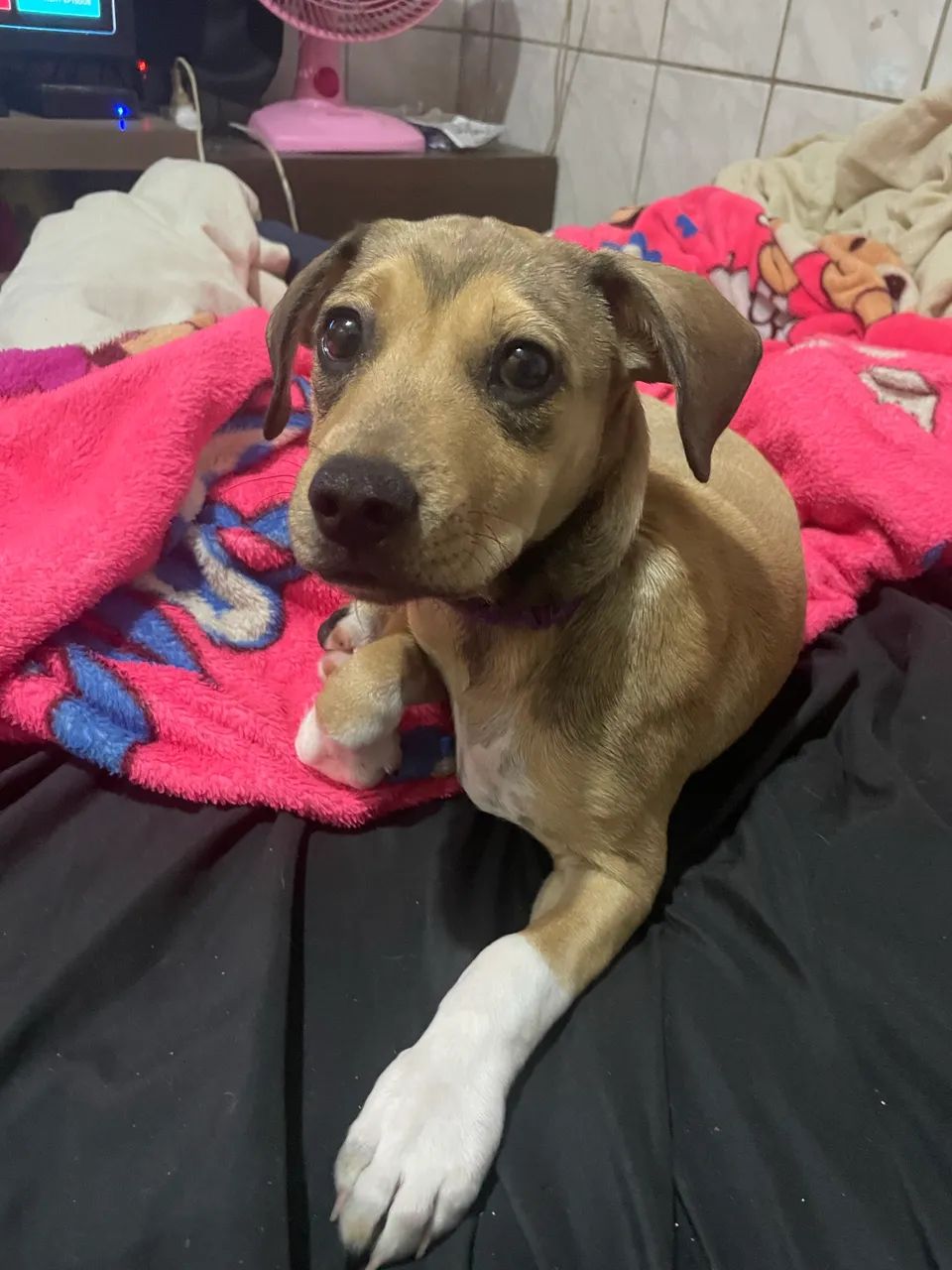 cachorrinha 