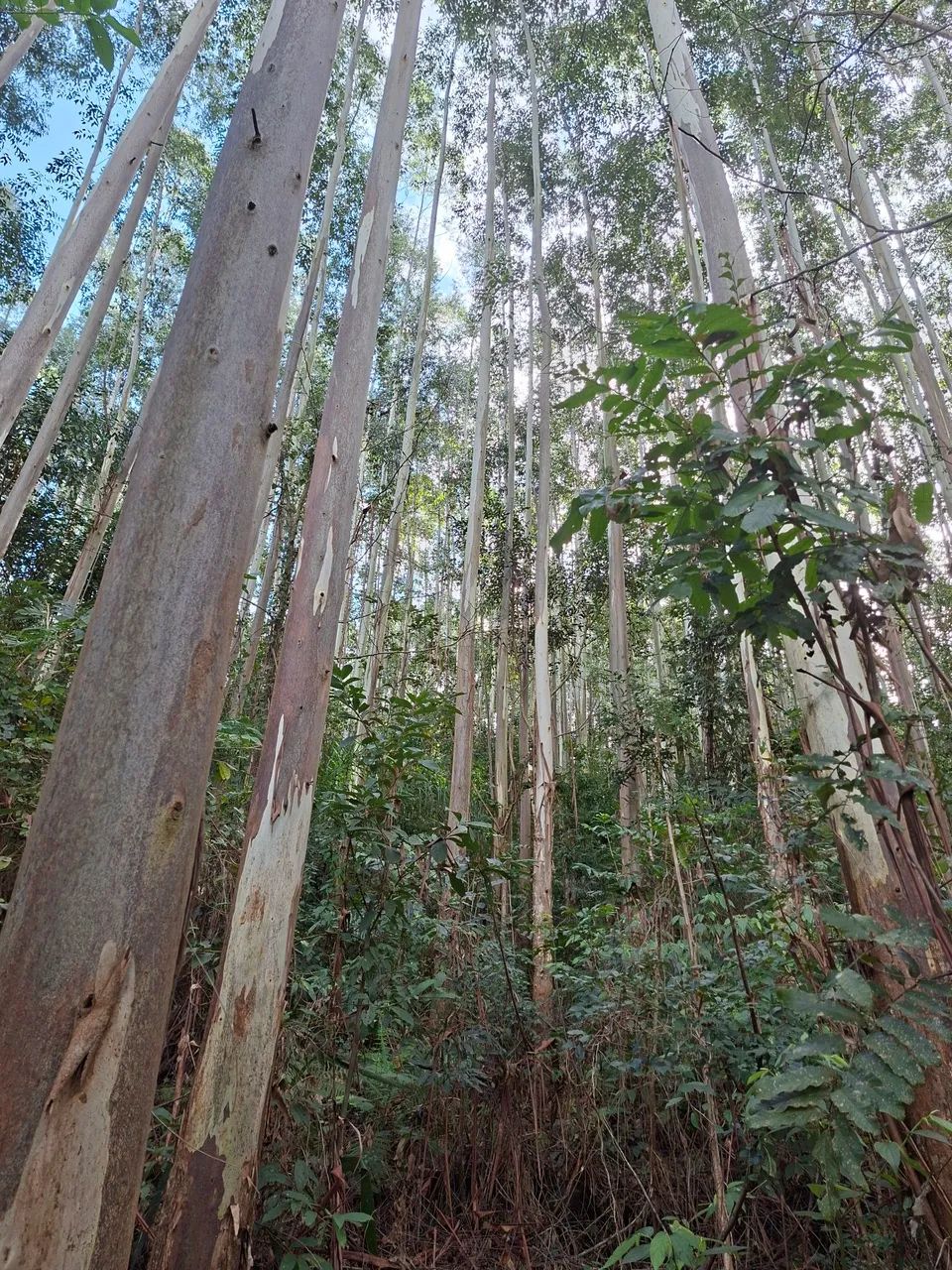 Imóvel rural - Foto 2