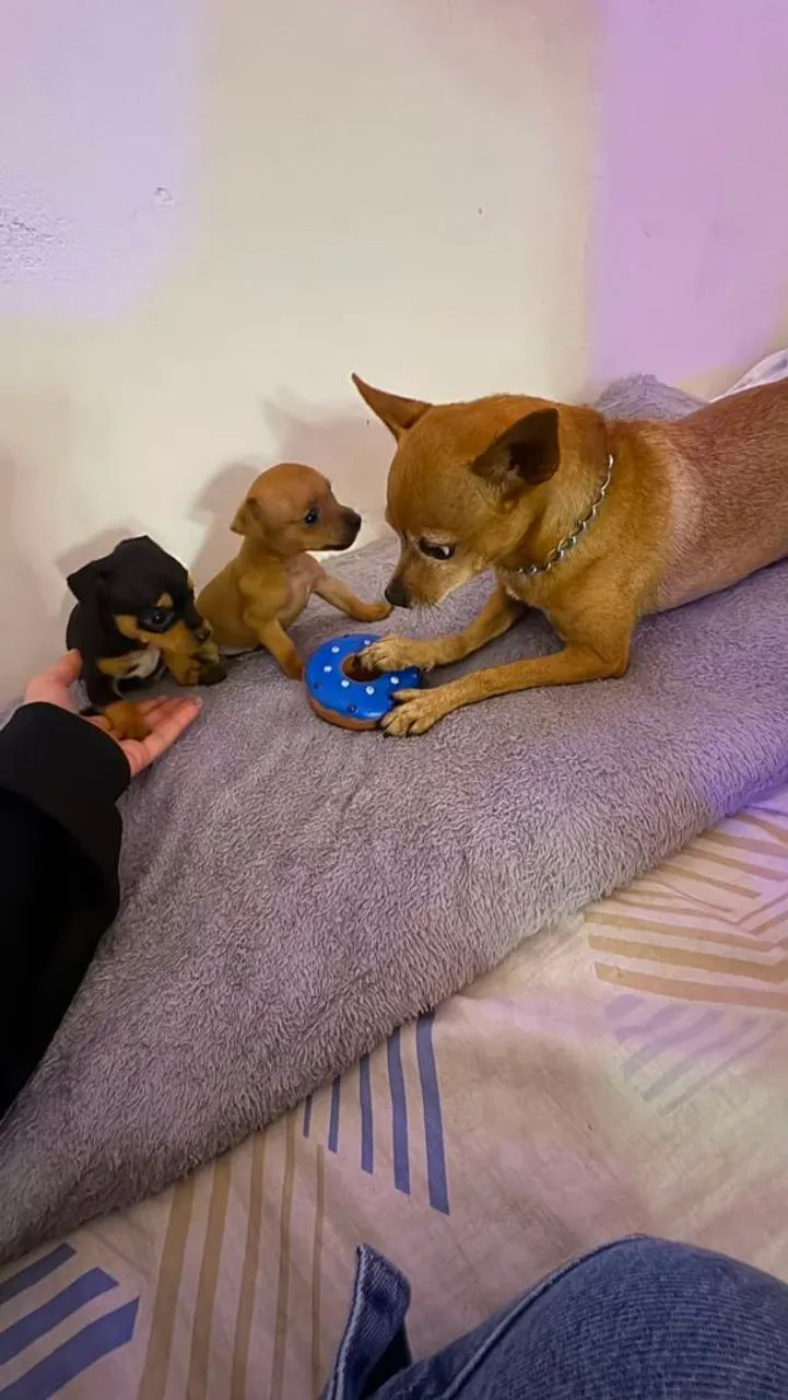 Pinscher Filhote