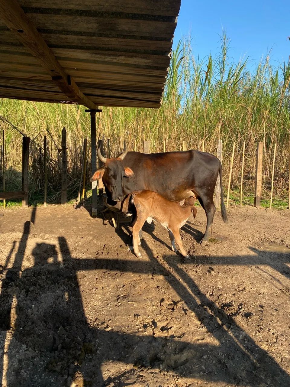 Vaca com Bezerra 