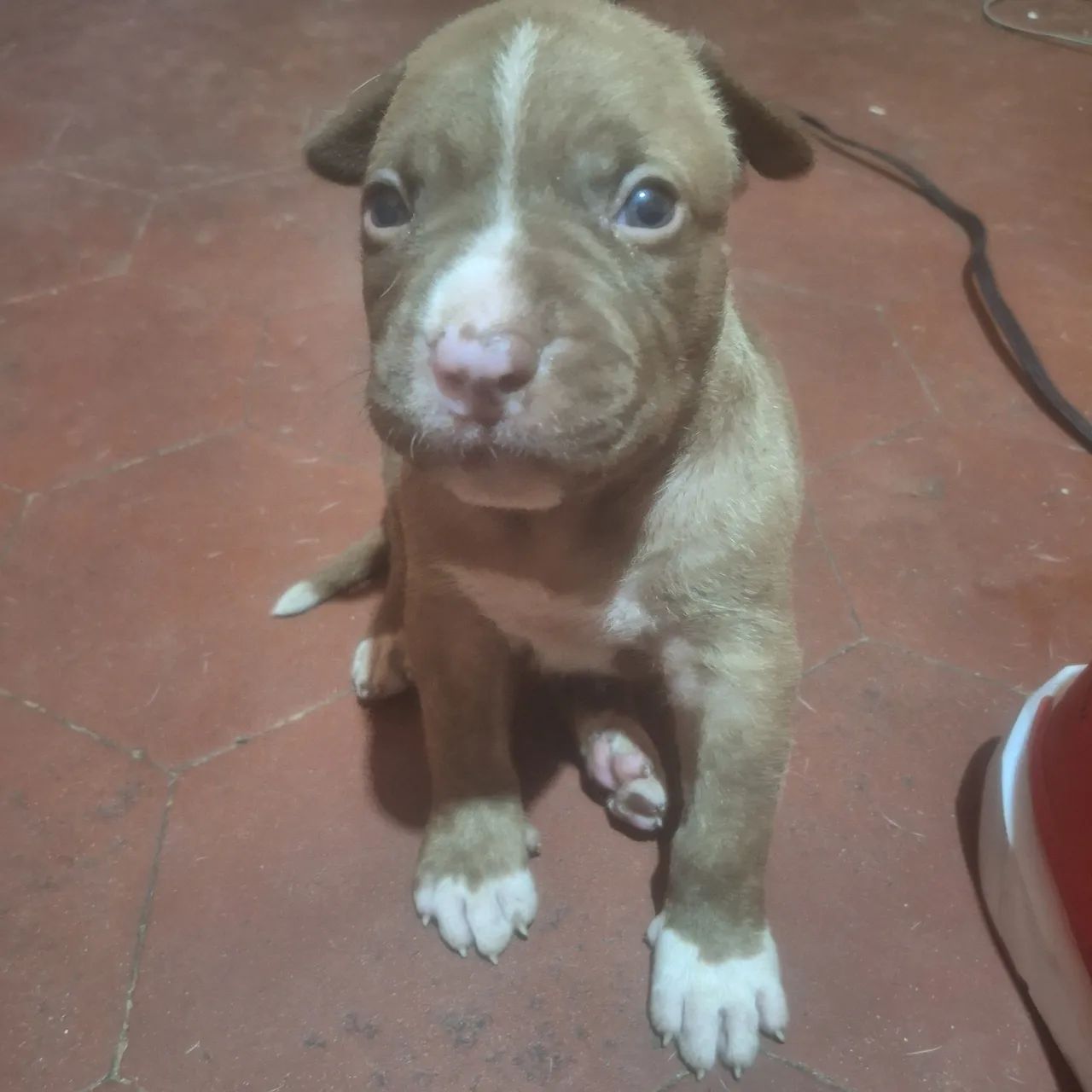 Filhotes pitbull  - Foto 5