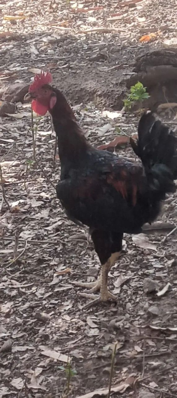 Frango Caipira para Reprodutor ou Abate. 