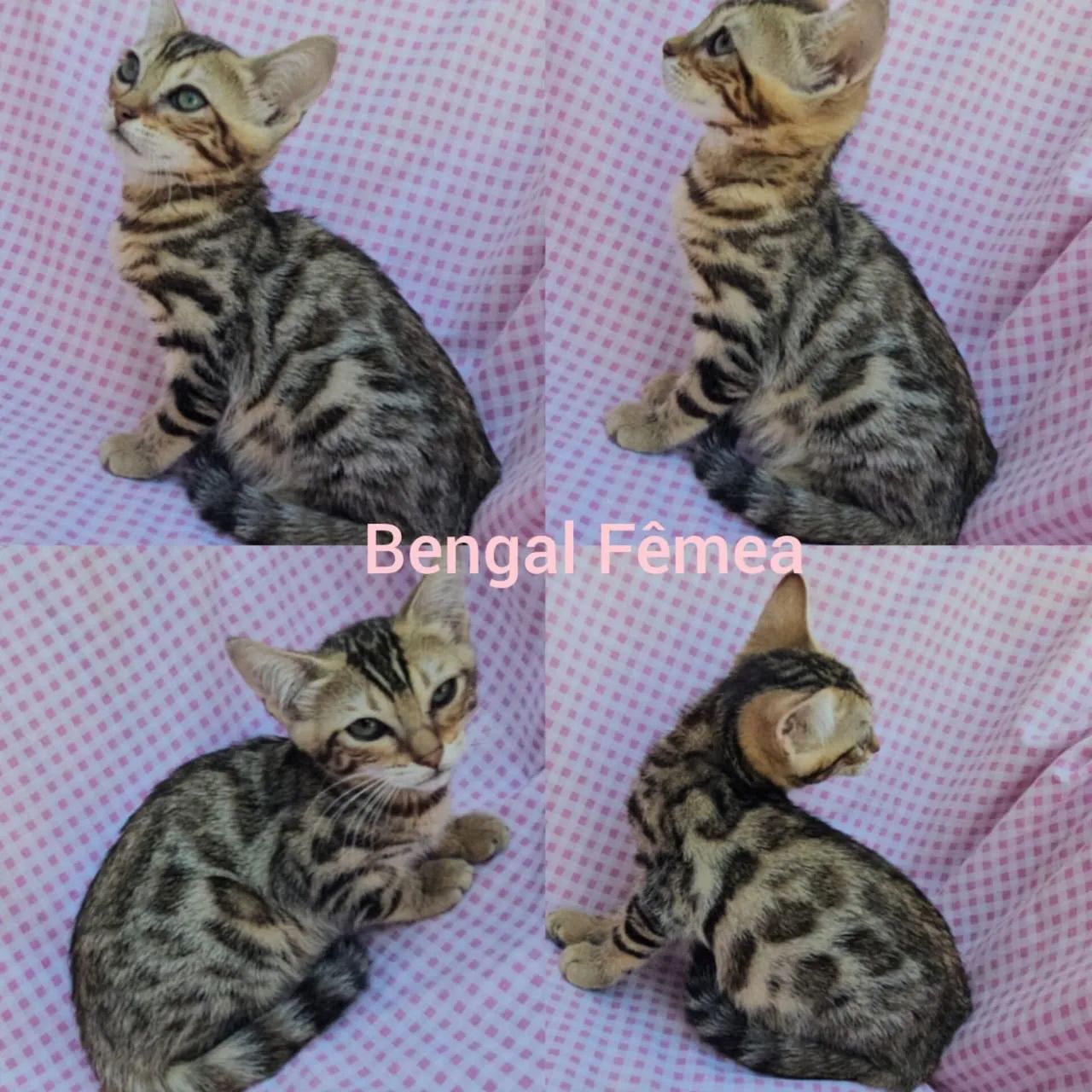 Bengal Filhotes Gatil BSB Cat - Foto 2