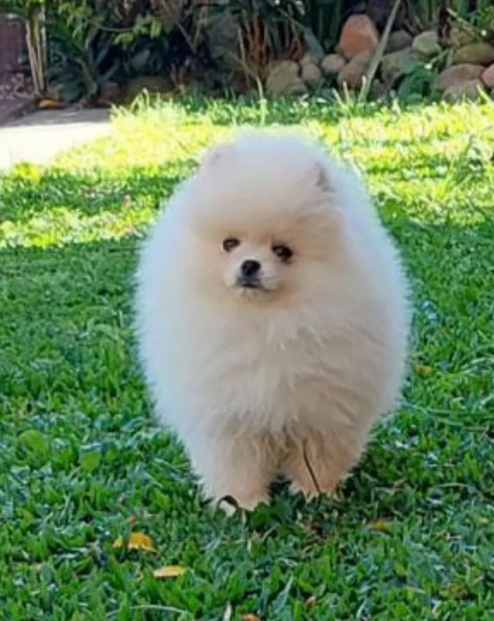 Lulu da Pomerania anões ursinhos  - Foto 2