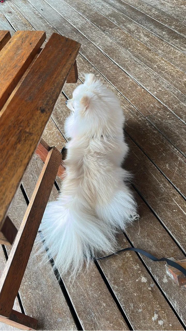 Spitz anão branco - Foto 4
