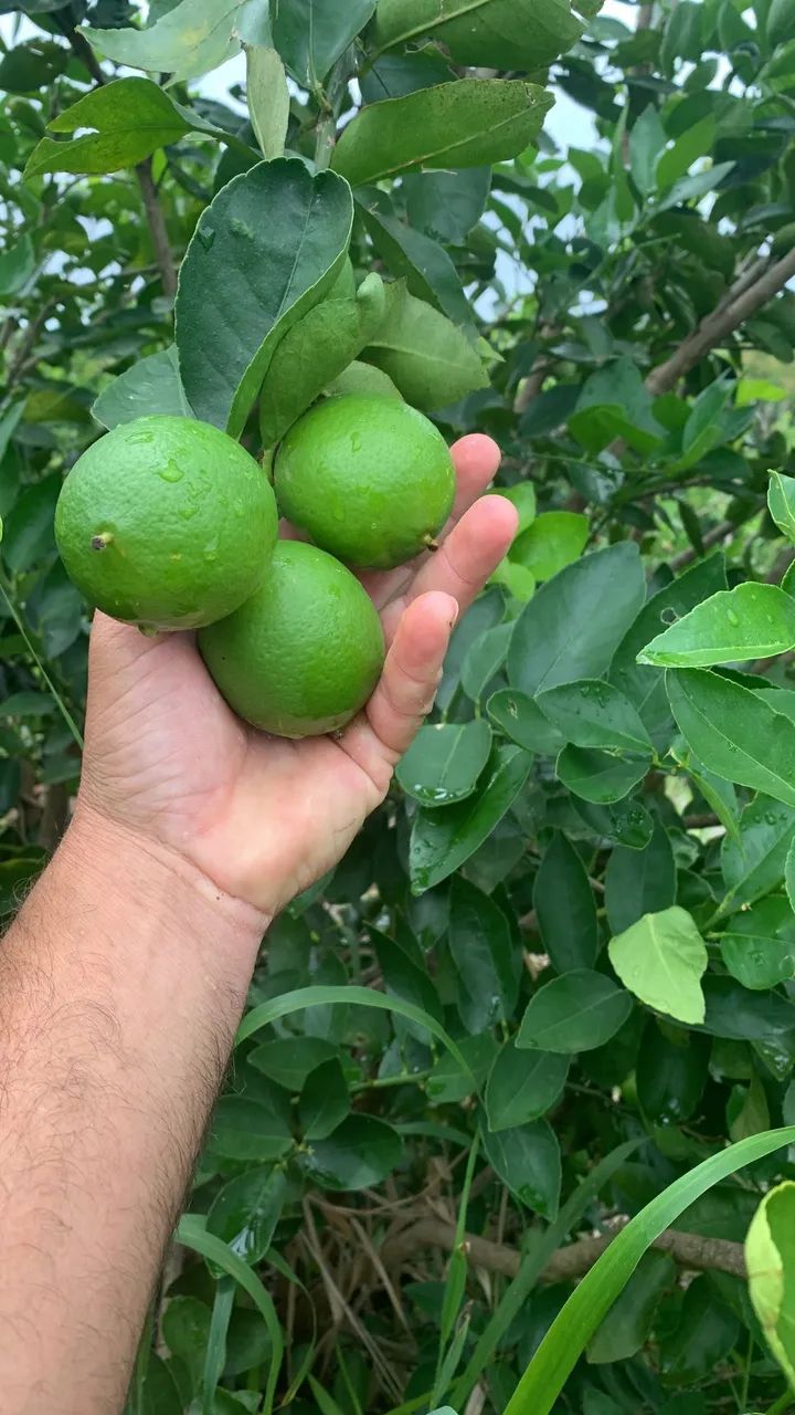 Arrendo Pomar de Limão Tahiti em Produção - Foto 3