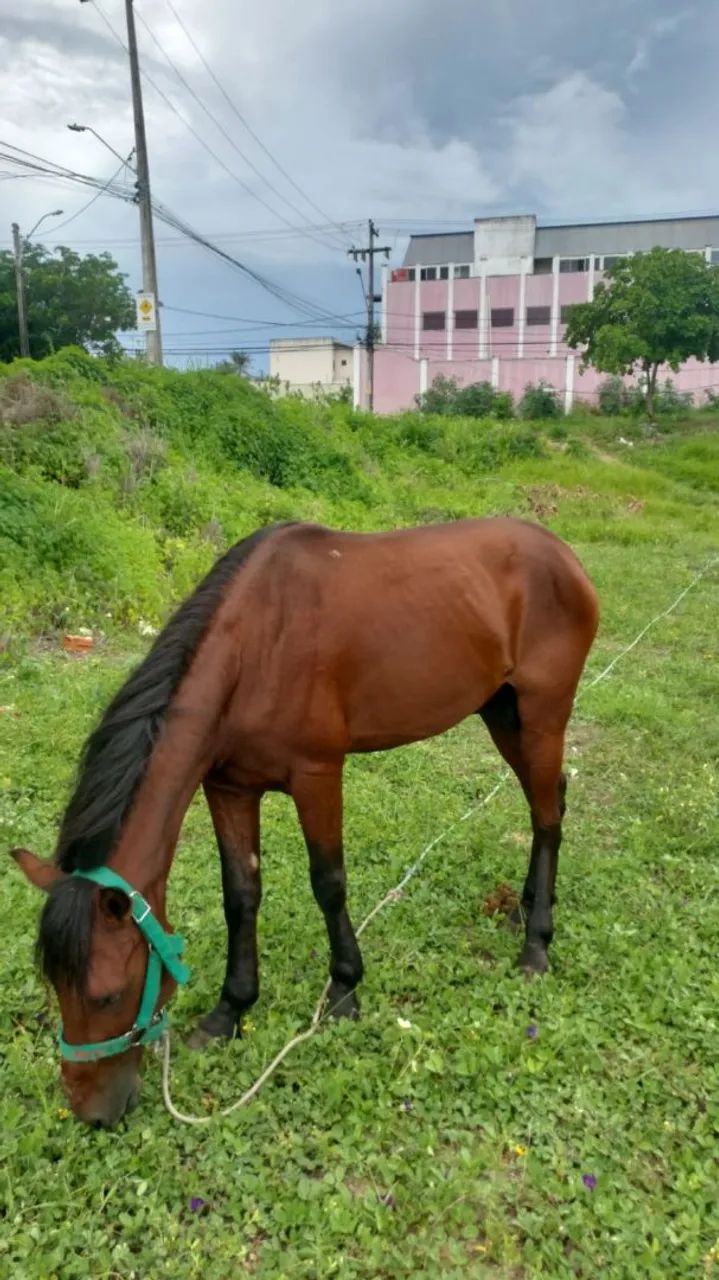 Cavalo Machador 