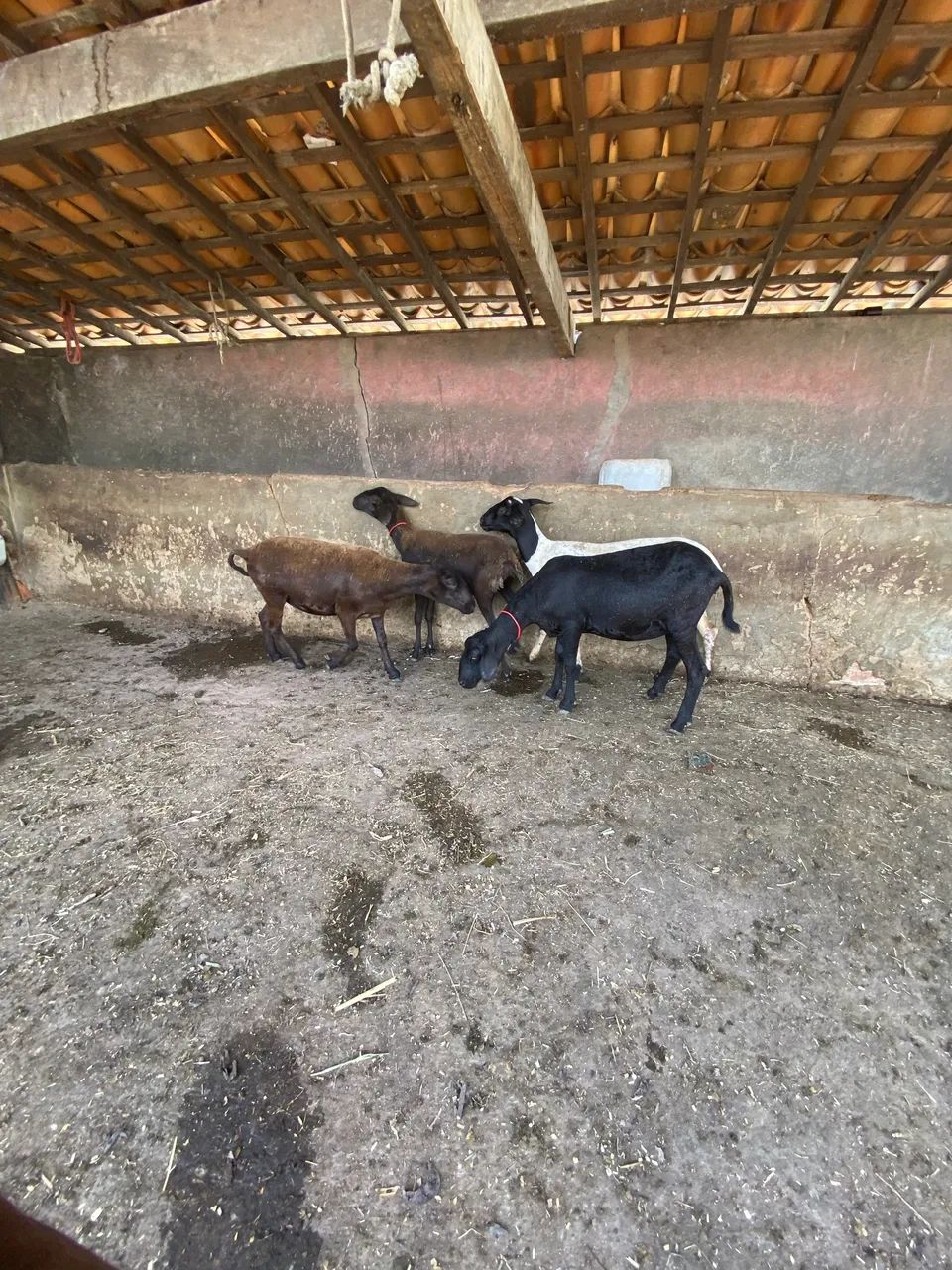Ovelha - Foto 4