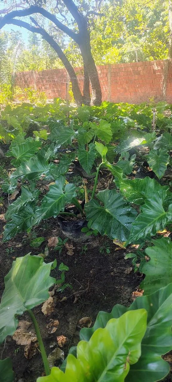 Philodendron ondulado 