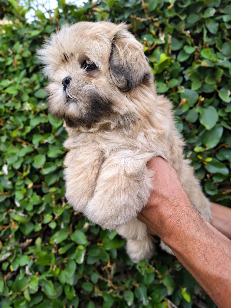 ShihTzu Macho