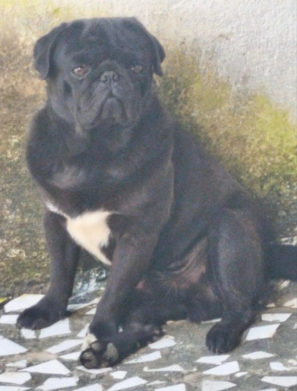 Cachorro da Raça Pug  - Foto 4