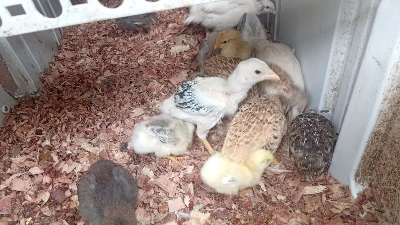 Pintinhos caipira e de raça